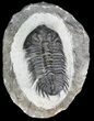 Bargain Coltraneia - Bug Eyed Trilobite #46071-3